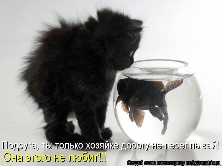 Котоматрица: Подруга, ты только хозяйке дорогу не переплывай! Она этого не любит!!!