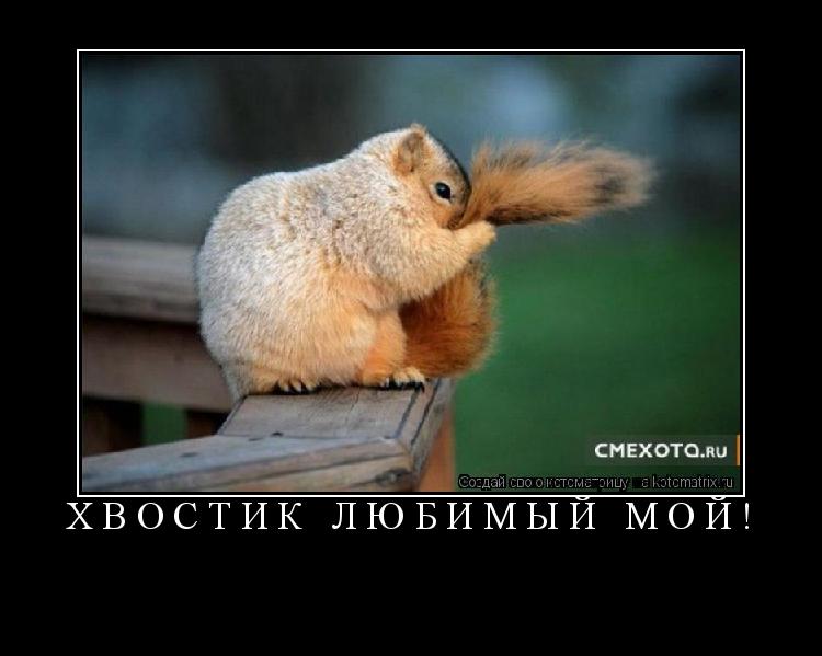 Котоматрица: хвостик любимый мой! 
