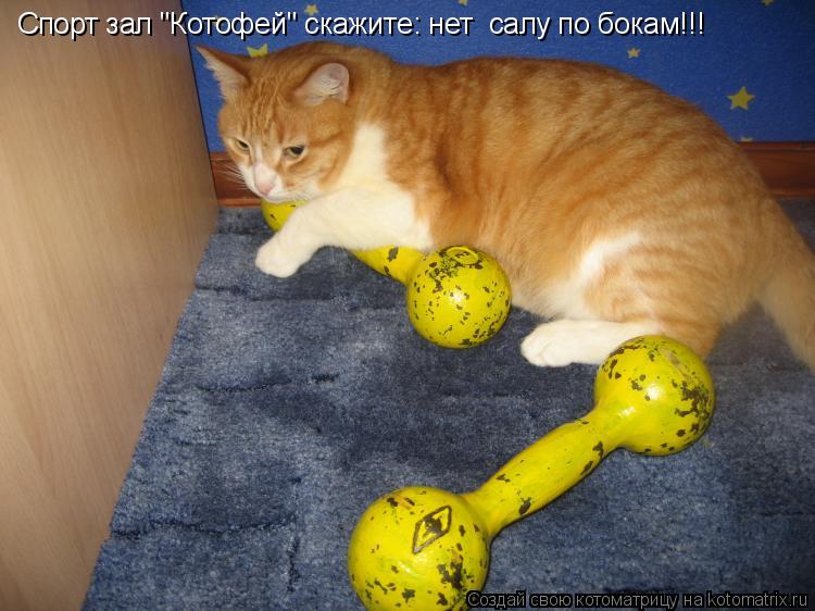 Спорт зал "Котофей" скажите: нет салу по бокам!!!... Котоматрица: Спорт зал "Котофей" скажите: нет салу по бокам!!!