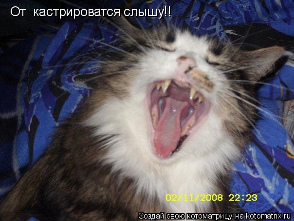 От кастрироватся слышу!!... Котоматрица: От кастрироватся слышу!!