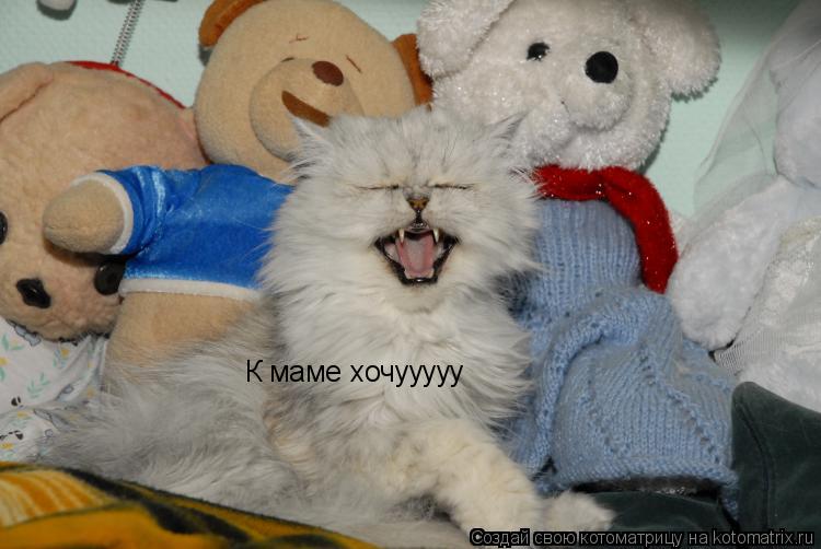 Котоматрица: К маме хочууууу
