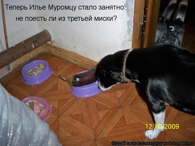 Котоматрица: Теперь Илье Муромцу стало занятно:  не поесть ли из третьей миски?