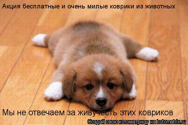 Котоматрица: Мы не отвечаем за живучесть этих ковриков Акция бесплатные и очень милые коврики из животных