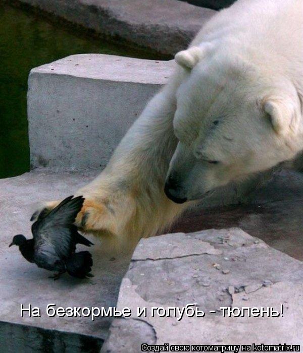 На безкормье и голубь - тюлень!... Котоматрица: На безкормье и голубь - тюлень!
