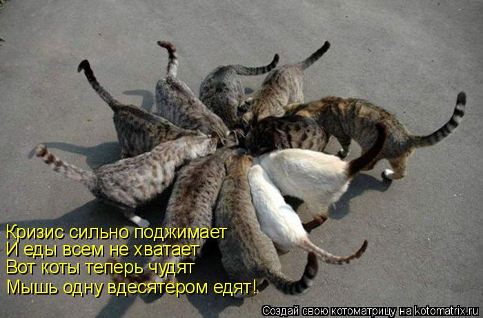 Кризис сильно поджимает И еды всем не хватает Вот коты теперь чудят Мышь одну вдесятером едят!... Котоматрица: Кризис сильно поджимает И еды всем не хватает Вот коты теперь чудят Мышь одну вдесятером едят!