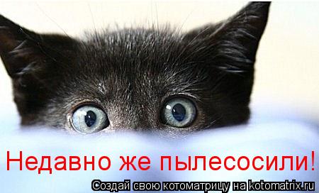 Недавно же пылесосили!... Котоматрица: Недавно же пылесосили!