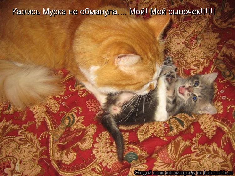 Котоматрица: Кажись Мурка не обманула.... Мой! Мой сыночек!!!!!!