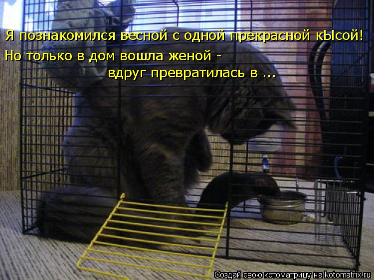 Котоматрица: Я познакомился весной с одной прекрасной кЫсой! Но только в дом вошла женой -  вдруг превратилась в ...