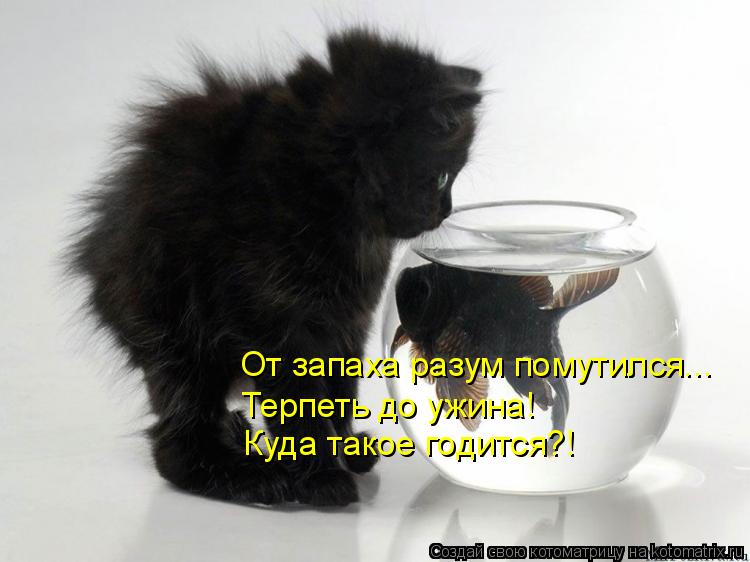 Котоматрица: От запаха разум помутился... Терпеть до ужина! Куда такое годится?!