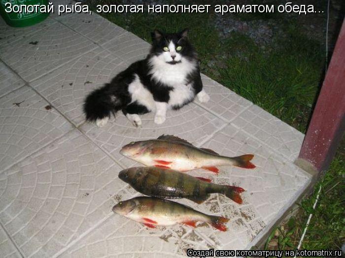Котоматрица: Золотай рыба, золотая наполняет араматом обеда...