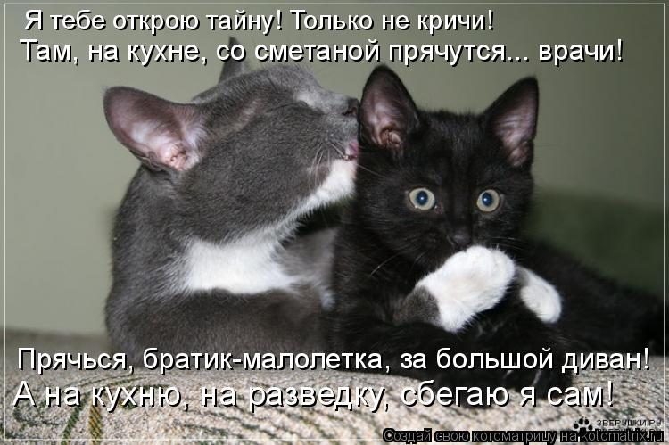 Котоматрица: Я тебе открою тайну! Только не кричи!  Там, на кухне, со сметаной прячутся... врачи! Прячься, братик-малолетка, за большой диван! А на кухню, на р