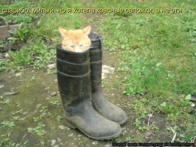 спасибо, милый, но я хотела красные сапожки, а не эти...... Котоматрица: спасибо, милый, но я хотела красные сапожки, а не эти...