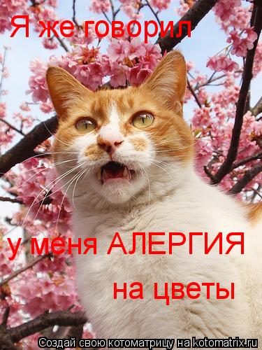 Я же говорил у меня АЛЕРГИЯ на цветы... Котоматрица: Я же говорил у меня АЛЕРГИЯ на цветы