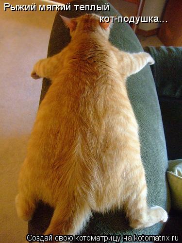 Котоматрица: Рыжий мягкий теплый кот-подушка...