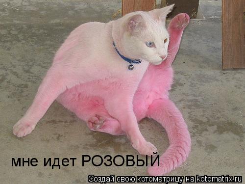 мне идет РОЗОВЫЙ... Котоматрица: мне идет РОЗОВЫЙ