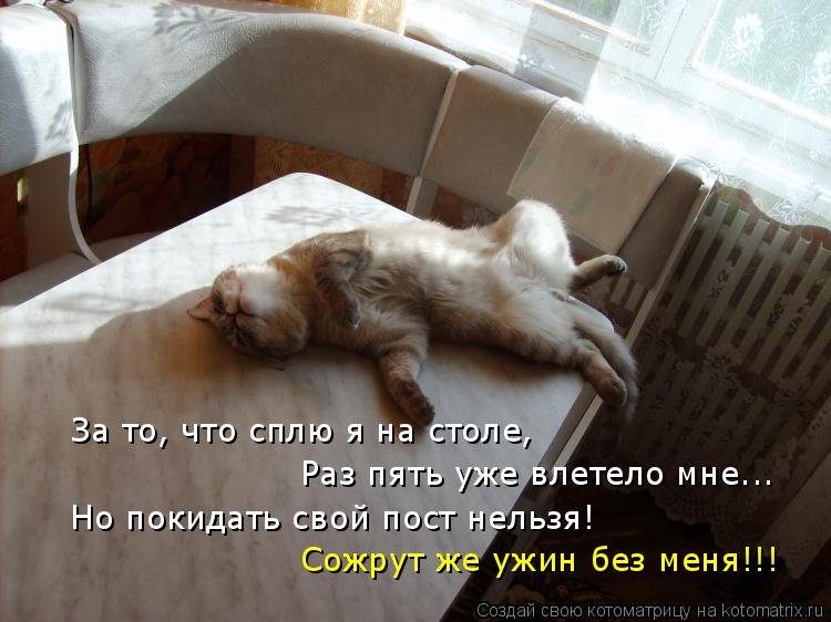 Котоматрица: За то, что сплю я на столе,  Раз пять уже влетело мне... Но покидать свой пост нельзя!  Сожрут же ужин без меня!!!