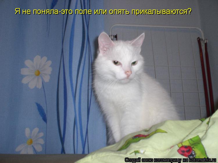 Я не поняла-это поле или опять прикалываются?... Котоматрица: Я не поняла-это поле или опять прикалываются?