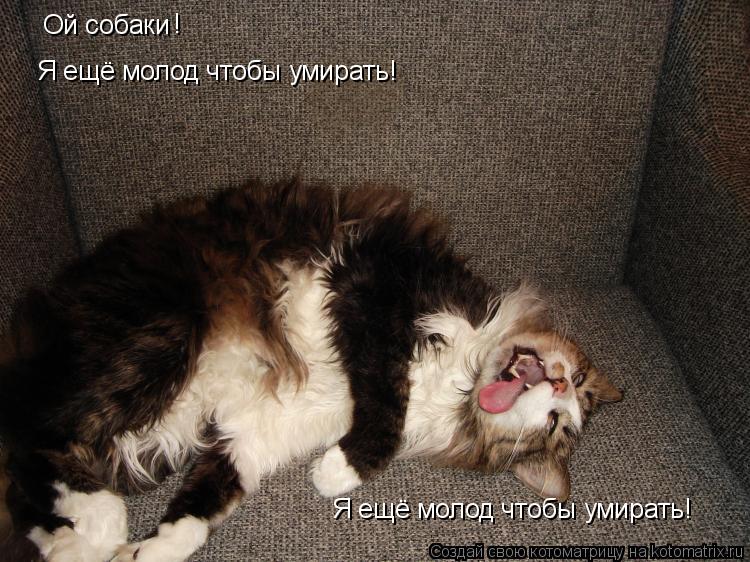 Ой собаки ! Я ещё молод чтобы умирать! Я ещё молод чтобы умирать!... Котоматрица: Ой собаки ! Я ещё молод чтобы умирать! Я ещё молод чтобы умирать!