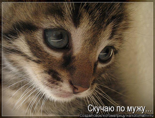 Котоматрица: Скучаю по мужу...