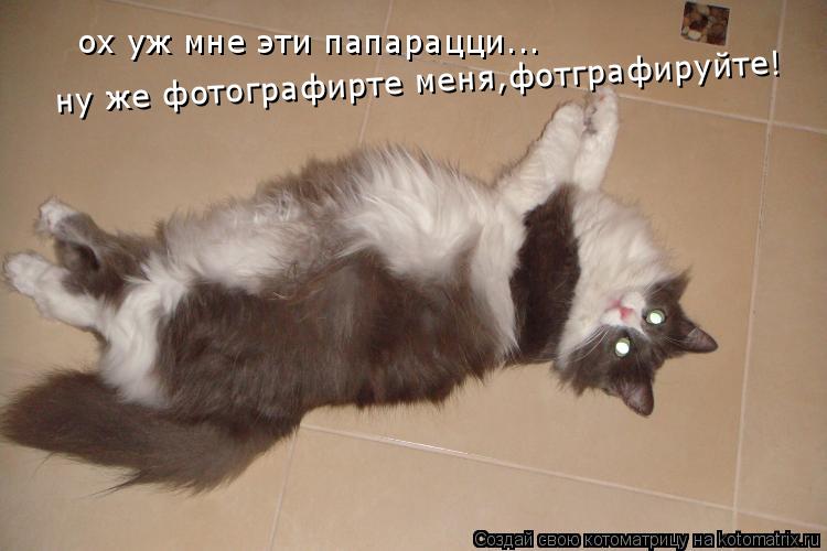 Котоматрица: ох уж мне эти папарацци...  ну же фотографирте меня,фотграфируйте!