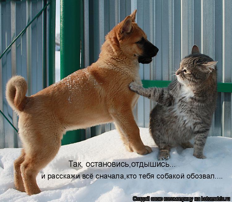 Так, остановись,отдышись... и расскажи всё сначала,кто тебя собакой обозвал....... Котоматрица: Так, остановись,отдышись... и расскажи всё сначала,кто тебя собакой обозвал....