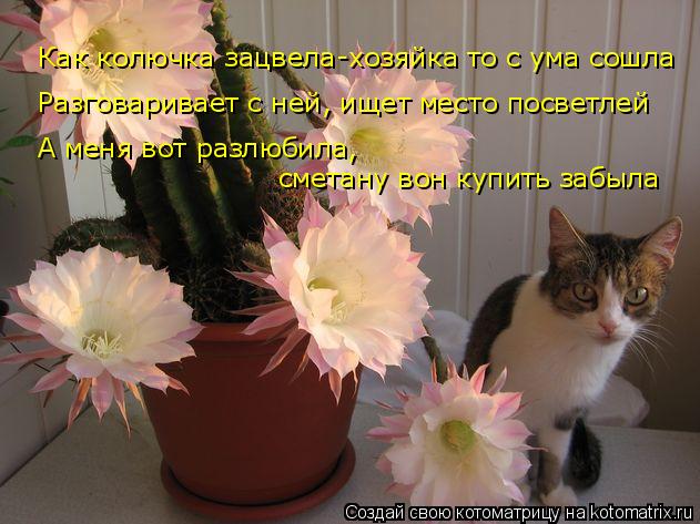 Котоматрица: Как колючка зацвела-хозяйка то с ума сошла Разговаривает с ней, ищет место посветлей А меня вот разлюбила,  сметану вон купить забыла
