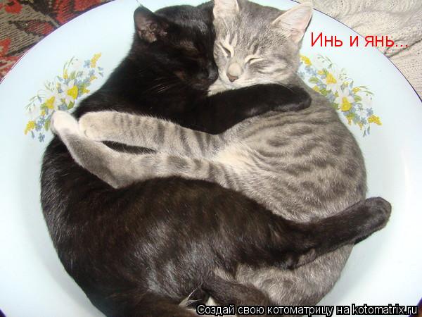 Котоматрица: Инь и янь...