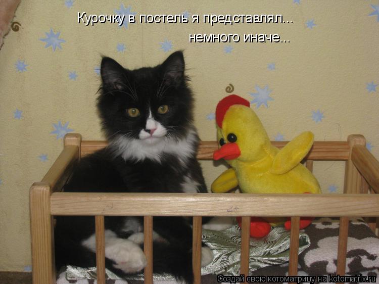 Курочку в постель я представлял... немного иначе...... Котоматрица: Курочку в постель я представлял... немного иначе...