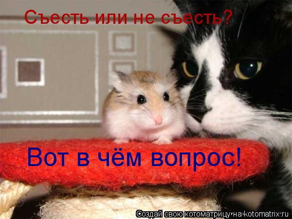 Котоматрица: Съесть или не съесть? Вот в чём вопрос!