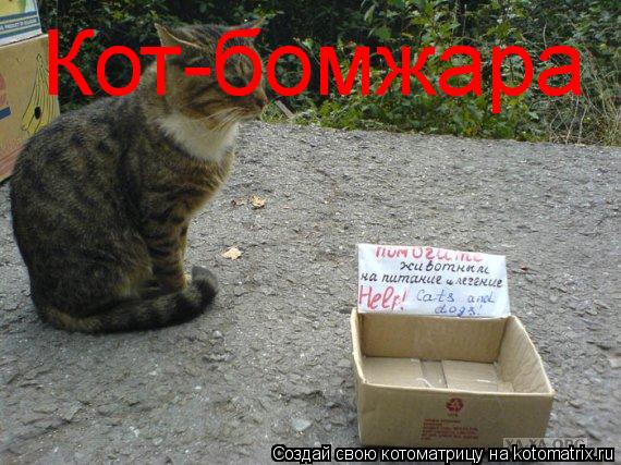 Котоматрица: Кот-бомжара
