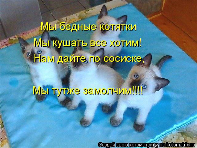 Котоматрица: Мы бедные котятки Мы кушать все хотим! Нам дайте по сосиске, Мы тутже замолчим!!!!