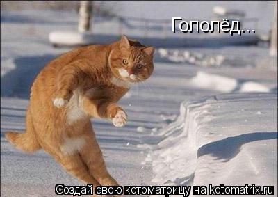 Котоматрица: Гололёд...