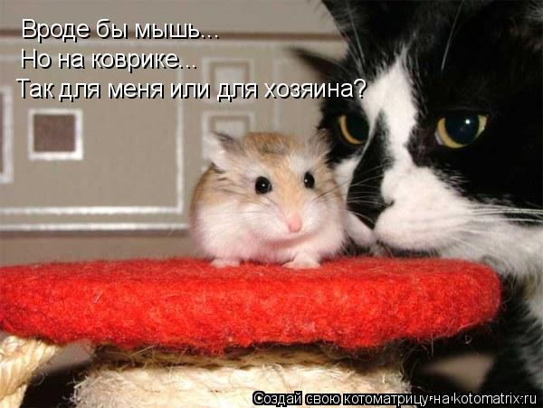 Вроде бы мышь... Но на коврике... Так для меня или для хозяина?... Котоматрица: Вроде бы мышь... Но на коврике... Так для меня или для хозяина?
