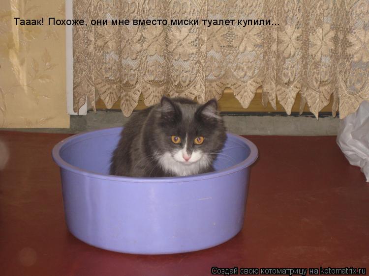 Котоматрица: Тааак! Похоже, они мне вместо миски туалет купили...