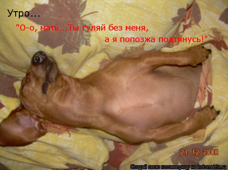Котоматрица: "О-о, мать...Ты гуляй без меня,  а я попозжа подтянусь!" Утро...