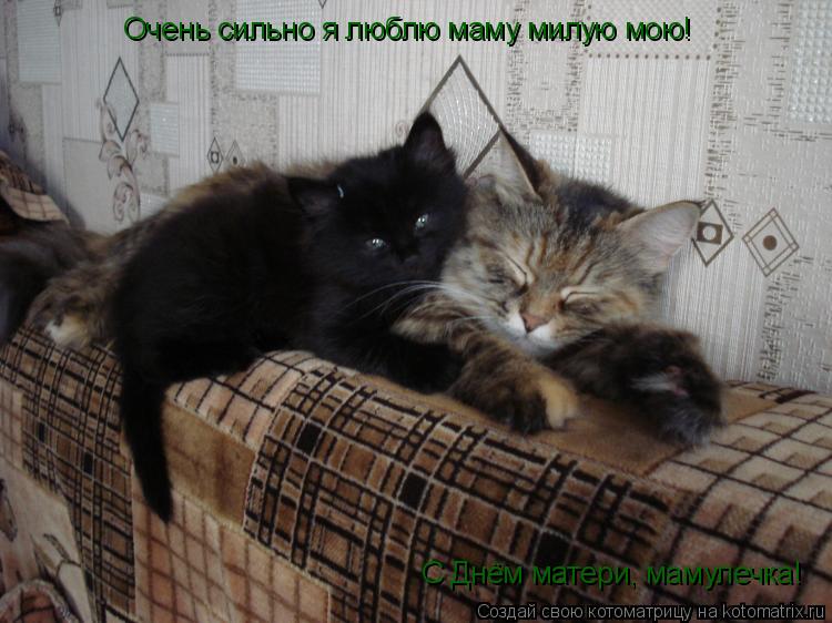 Котоматрица: Очень сильно я люблю маму милую мою! С Днём матери, мамулечка!