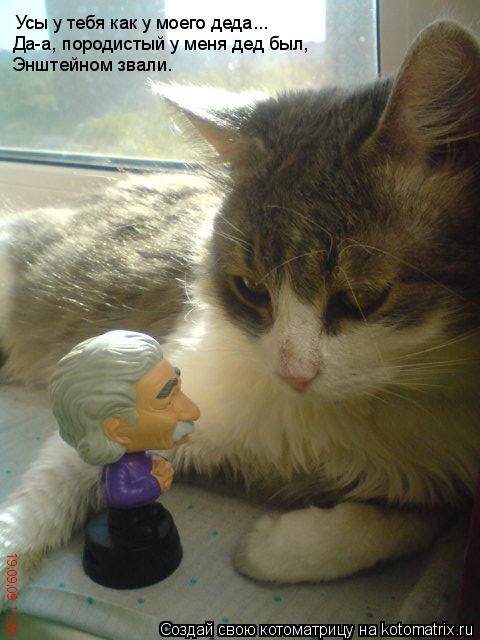 Котоматрица: Усы у тебя как у моего деда... Да-а, породистый у меня дед был, Энштейном звали.