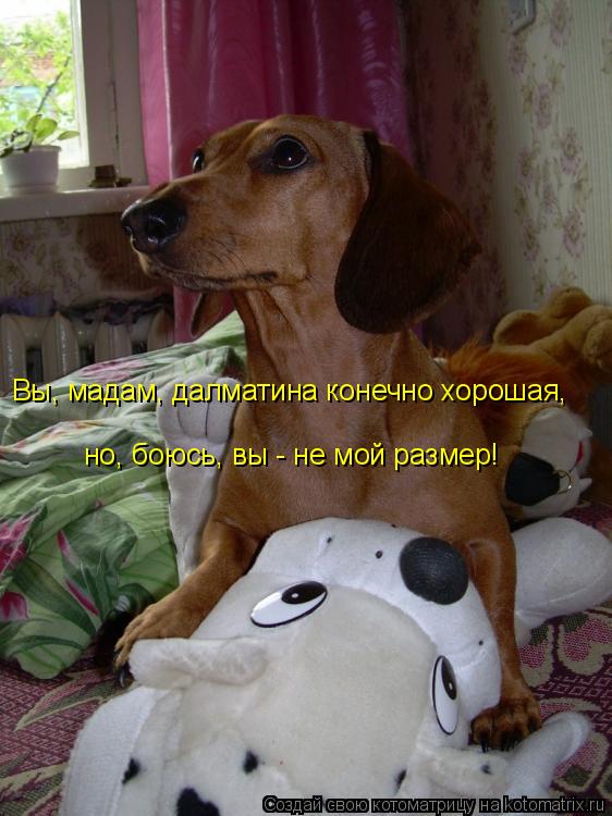 Вы, мадам, далматина конечно хорошая, но, боюсь, вы - не мой размер!... Котоматрица: Вы, мадам, далматина конечно хорошая, но, боюсь, вы - не мой размер!
