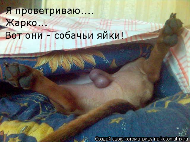 Я проветриваю.... Жарко... Вот они - собачьи яйки!... Котоматрица: Я проветриваю.... Жарко... Вот они - собачьи яйки!
