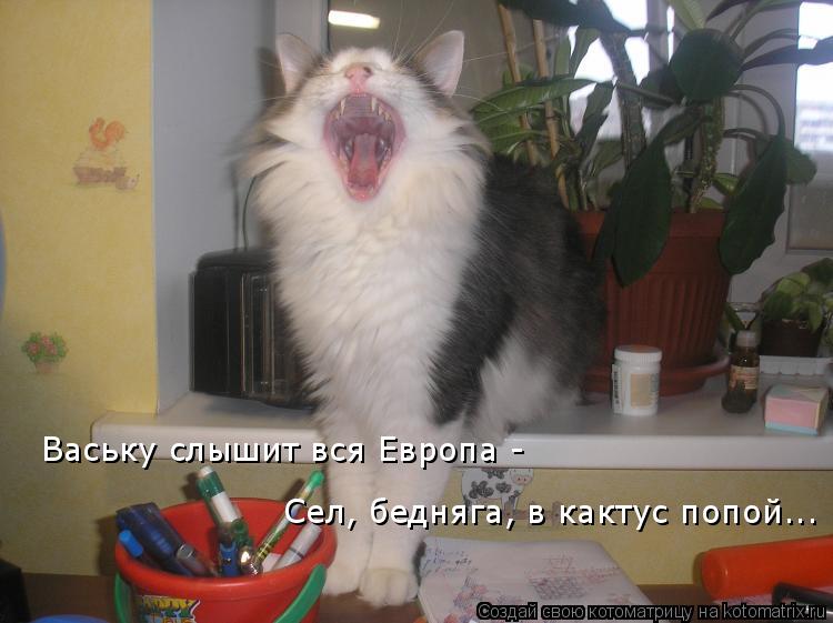 Котоматрица: Ваську слышит вся Европа -  Сел, бедняга, в кактус попой...