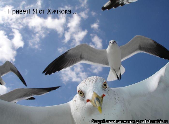 - Привет! Я от Хичкока...... Котоматрица: - Привет! Я от Хичкока...