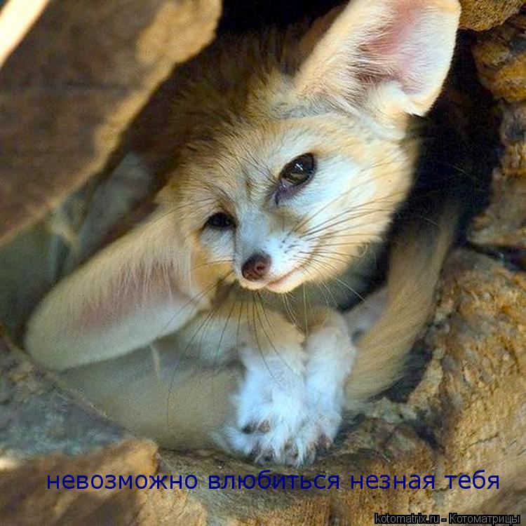 невозможно влюбиться незная тебя... Котоматрица: невозможно влюбиться незная тебя