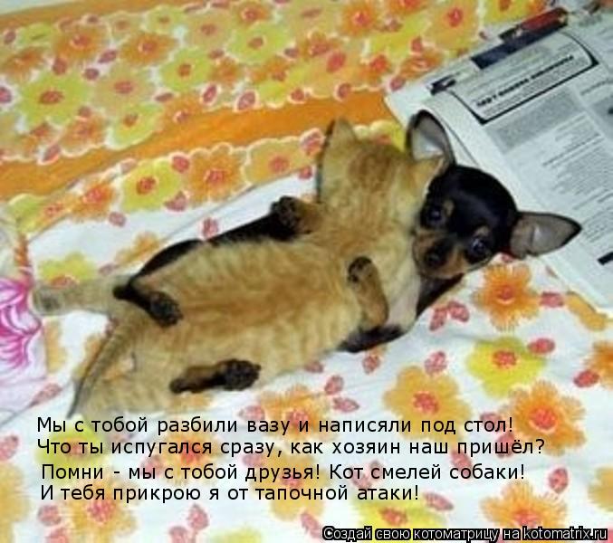 Котоматрица: Помни - мы с тобой друзья! Кот смелей собаки! И тебя прикрою я от тапочной атаки! Мы с тобой разбили вазу и написяли под стол! Что ты испугался 