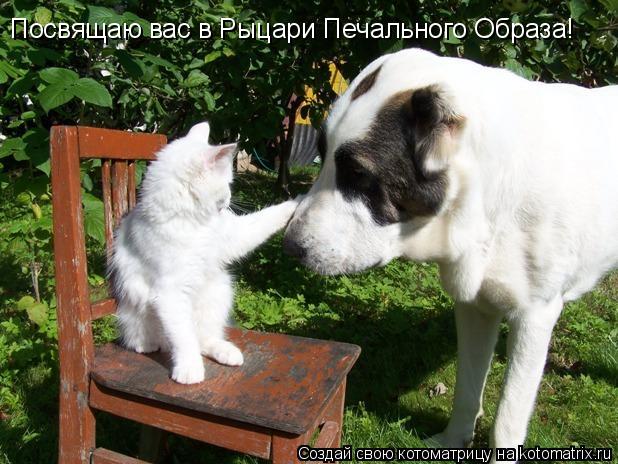 Котоматрица: Посвящаю вас в Рыцари Печального Образа!