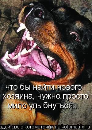 Котоматрица: что бы найти нового хозяина, нужно просто мило улыбнуться...