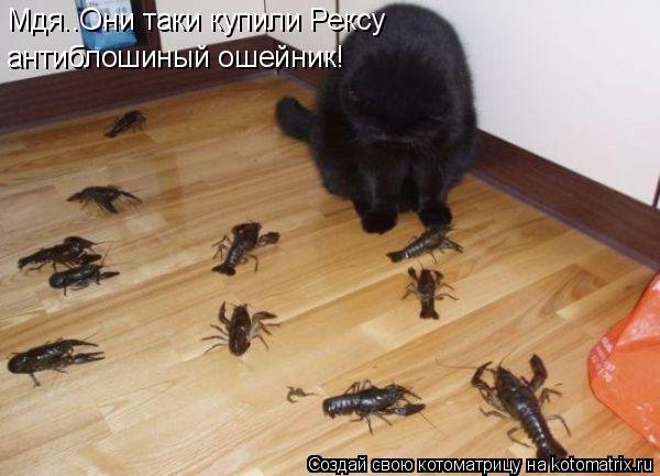 Котоматрица: Мдя..Они таки купили Рексу  антиблошиный ошейник!