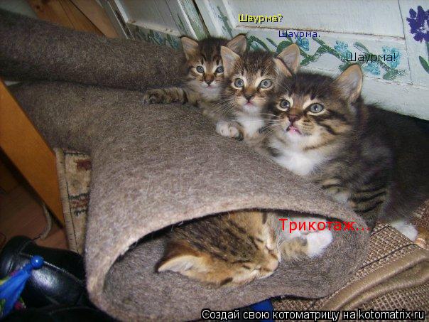 Шаурма? Шаурма. Шаурма! Трикотаж...... Котоматрица: Шаурма? Шаурма. Шаурма! Трикотаж...