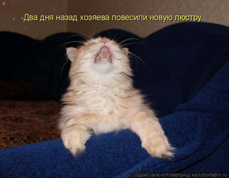 Два дня назад хозяева повесили новую люстру...... Котоматрица: Два дня назад хозяева повесили новую люстру...
