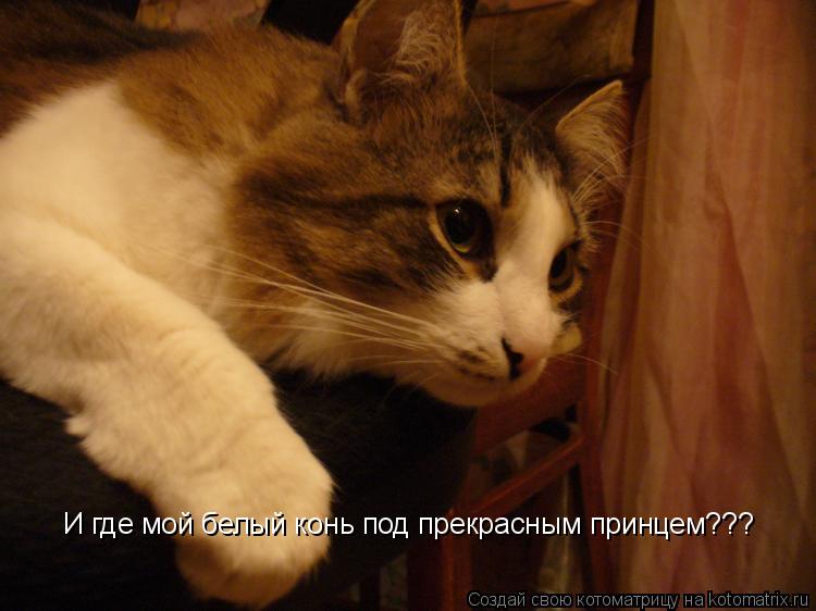 И где мой белый конь под прекрасным принцем???... Котоматрица: И где мой белый конь под прекрасным принцем???
