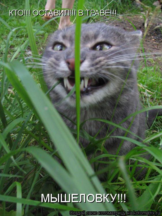 КТО!!! ОСТАВИЛ!!! В ТРАВЕ!!! МЫШЕЛОВКУ!!!... Котоматрица: КТО!!! ОСТАВИЛ!!! В ТРАВЕ!!! МЫШЕЛОВКУ!!!